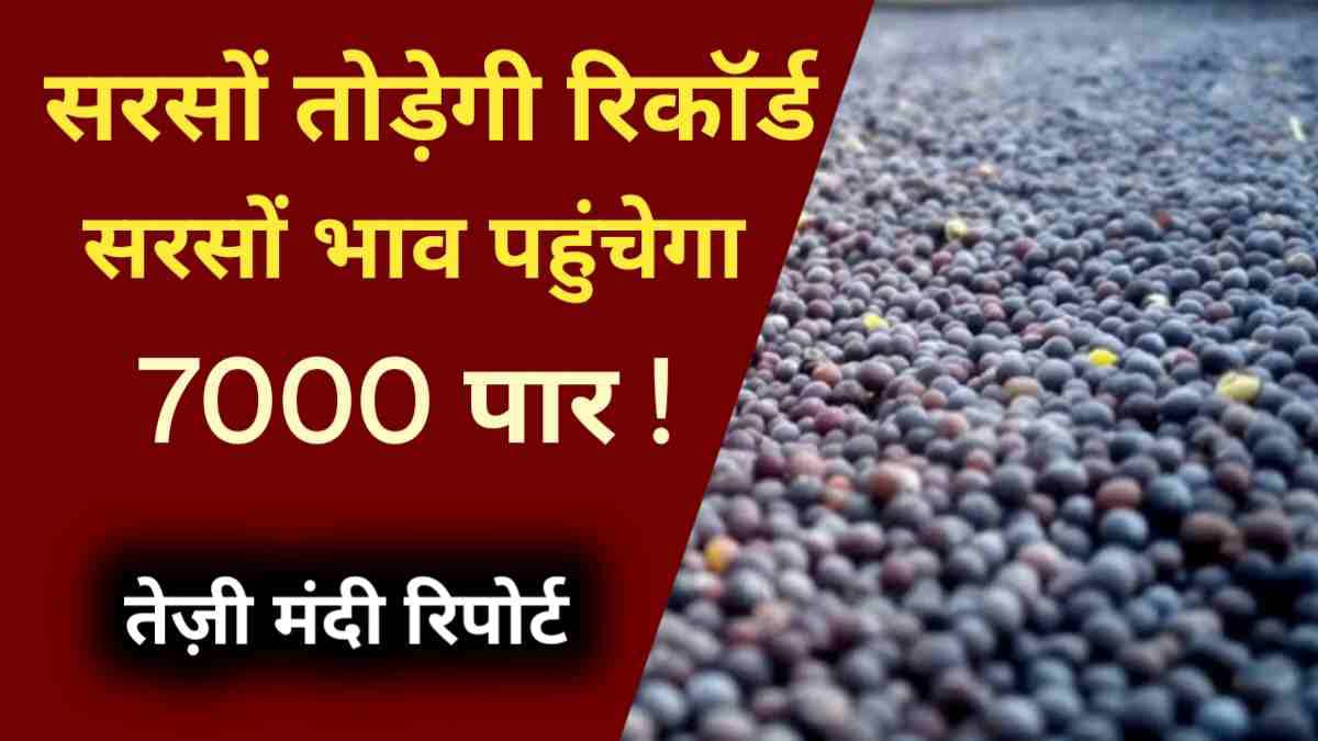 क्या सरसों भाव 7000