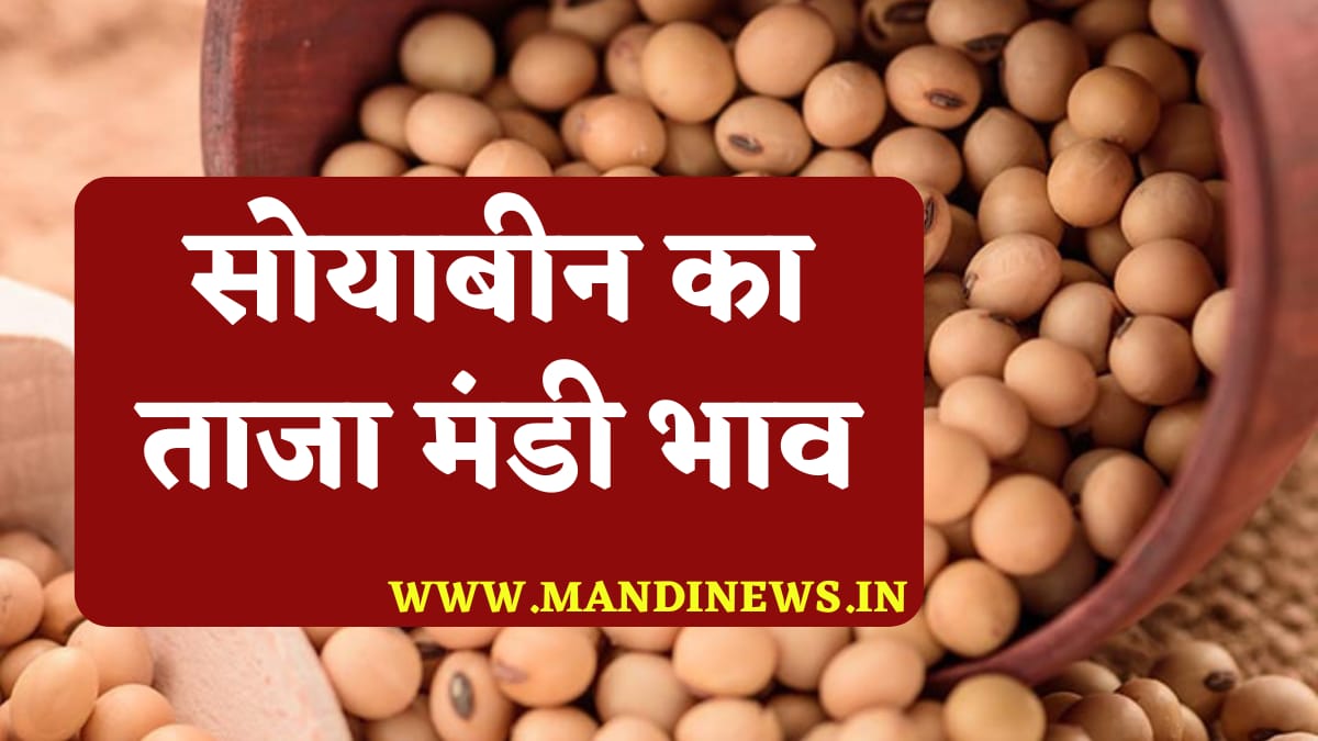 Soyabean Rate Today