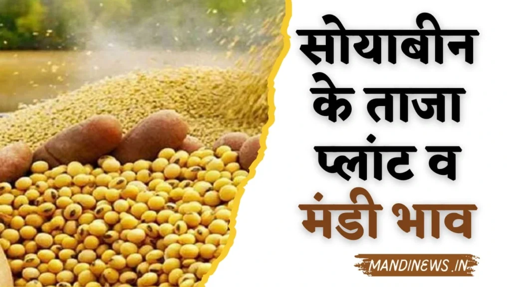 Soyabean Rate Today